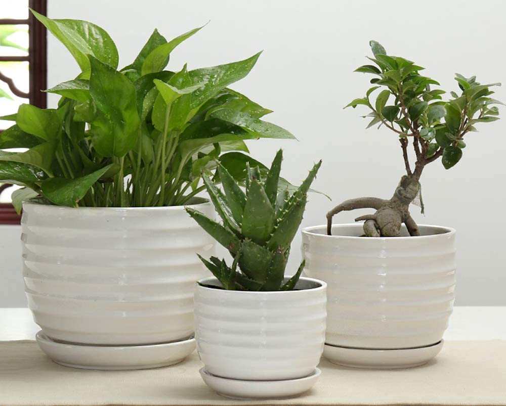 Round Modern Ceramic Garden Flower Pots White Succulent Cactus Plant P –  TreeLen