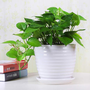 Round Modern Ceramic Garden Flower Pots White Succulent Cactus Plant Pots, Set of 3