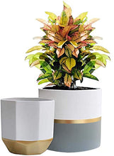 Load image into Gallery viewer, White Ceramic Flower Pot Garden Planters 6.7 + 5.4 Inch Indoor, Plant Containers with Gold and Grey Detailing