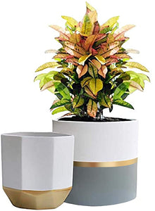 white and gold pot planter White Ceramic Flower Pot Garden Planters 6.7 + 5.4 Inch Indoor, Plant – TreeLen