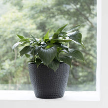 Load image into Gallery viewer, Outdoor Indoor Planters Flower Pots - 9.4 Inch Planter Pot Containers, Plant Pots, Black, Honeycomb